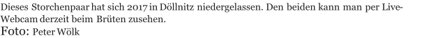 Dieses Storchenpaar hat sich 2017 in Döllnitz niedergelassen. Den beiden kann man per Live - Webcam derzeit beim Brüten zusehen. Foto:  Peter Wölk